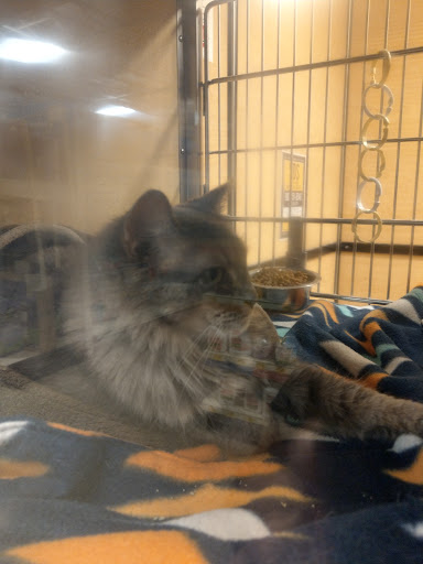 Pet Supply Store «PetSmart», reviews and photos, 2101 Elmwood Ave, Buffalo, NY 14207, USA