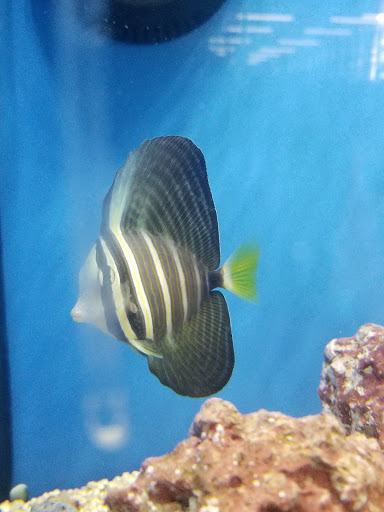 Pet Supply Store «Petco Animal Supplies», reviews and photos, 520 Woodside Rd, Redwood City, CA 94061, USA