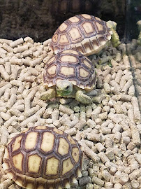 Adventure Pets - Photo 5 - Car repair in Mandeville, LA, Mandeville