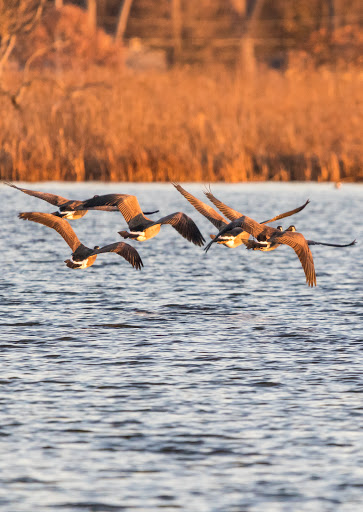 Nature Preserve «Rollins Savanna Forest Preserve», reviews and photos, 20160 W Washington St, Grayslake, IL 60030, USA