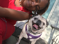 Teas Pet care