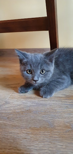 SC Rivet Profesional SRL