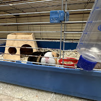 Ridgefield Pet - Photo 2 - Car repair in Ridgefield, CT, Danbury