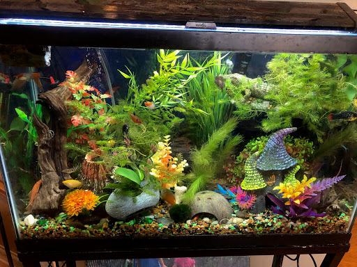 Tropical Fish Store «Aquatic Dog», reviews and photos, 7429 E Iliff Ave, Denver, CO 80231, USA