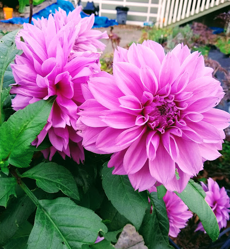 Park «Melilah Park», reviews and photos, SW 182nd Ave, Aloha, OR 97006, USA