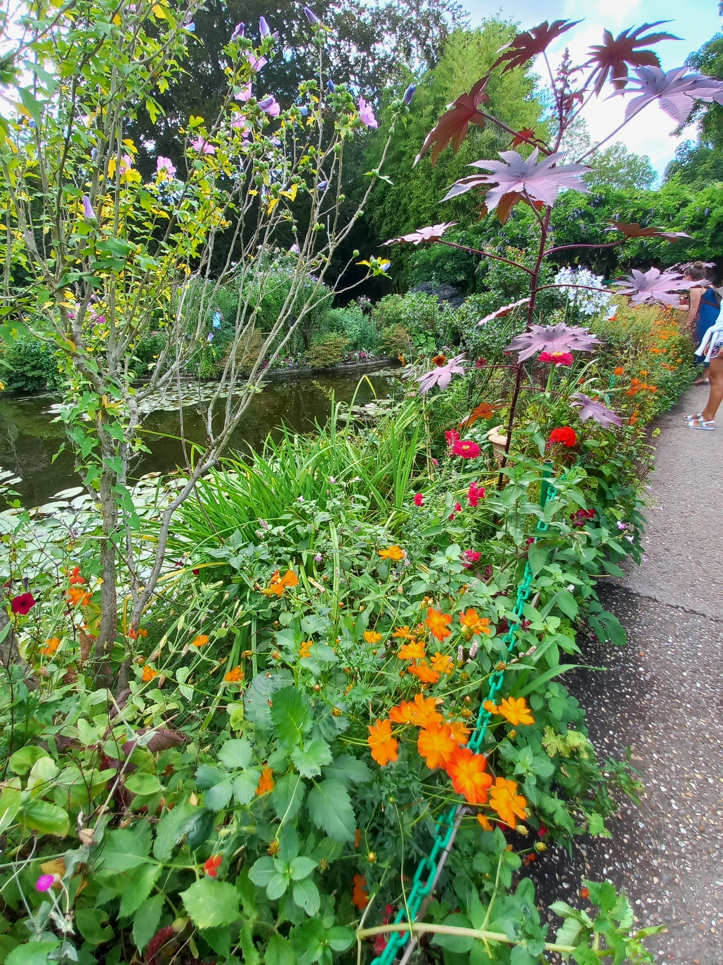 Photo n° 1 de l'avis de Cocotte. fait le 19/08/2022 à 11:25