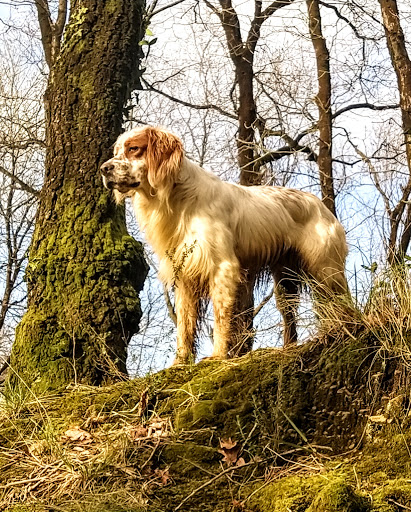Clínica Veterinaria Gatikan en Gatika