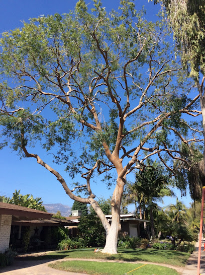 The Beaver Tree Co. inc. DBA Giant Beaver Tree Services