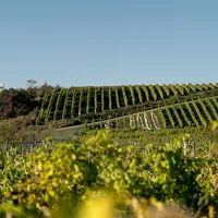 Domaine L'Ange Gardien - Winery & Cidery in La Côte-de-Beaupré Regional County Municipality, undefined - 4.60 star rating