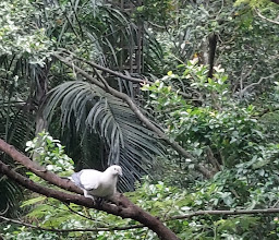 Khao Kheow Open Zoo photo