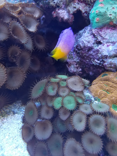 Tropical Fish Store «Pure Reef», reviews and photos, 12900 GA-9, Alpharetta, GA 30004, USA