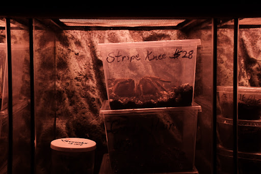 Pet Store «Pets Plus-Reptiles & Exotic», reviews and photos, 421 West Ave, Lockport, NY 14094, USA