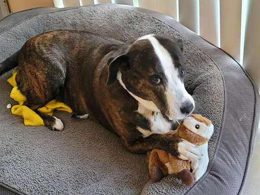 Pet Supply Store «Dog Gone Holistic-SouthShore», reviews and photos, 13131 US-301, Riverview, FL 33578, USA