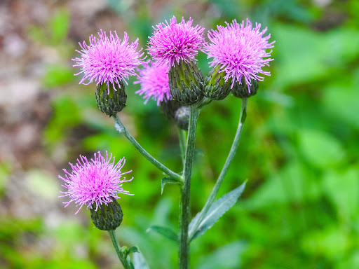 Historical Place «Fort Lee Historic Park», reviews and photos, Hudson Terrace, Fort Lee, NJ 07024, USA