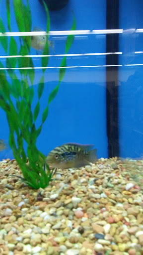 Pet Supply Store «Petco Animal Supplies», reviews and photos, 1621 Emmet St N, Charlottesville, VA 22901, USA