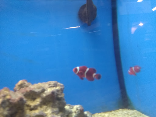 Pet Supply Store «Petco Animal Supplies», reviews and photos, 1704 US Hwy 27 S, Sebring, FL 33870, USA