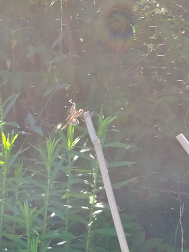 Historical Place «Weir Farm National Historic Site», reviews and photos, 735 Nod Hill Rd, Wilton, CT 06897, USA