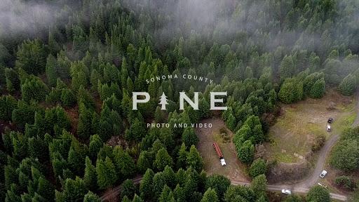 Pine Photo and Video