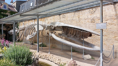 Maison de la Baleine à Luc-sur-Mer