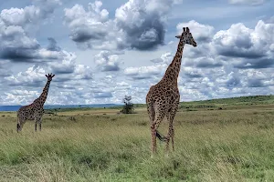 Maasai Mara image