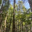 Hanmer Springs Forest Walks