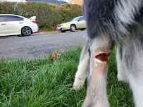 Yonkers Animal Hospital - Photo 7 - Car repair in Yonkers, NY, Yonkers