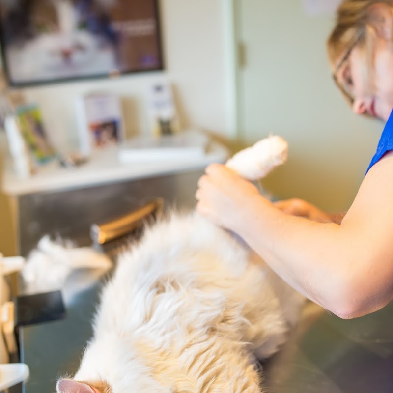 Whisker Tales Cat Grooming