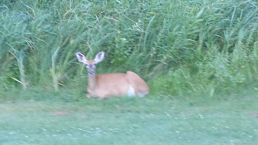 Golf Course «Vintage Golf Course», reviews and photos, 27923 McGivern Dr, Staples, MN 56479, USA