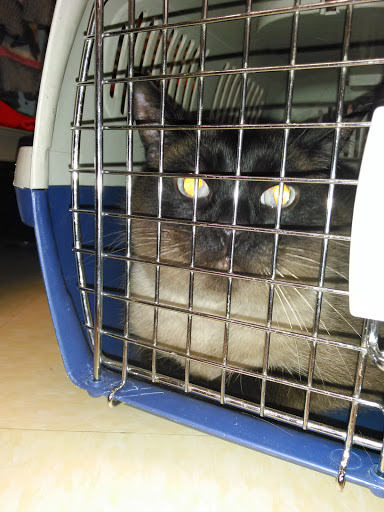 Pet Supply Store «Petco Animal Supplies», reviews and photos, 2115 N Decatur Rd, Decatur, GA 30033, USA