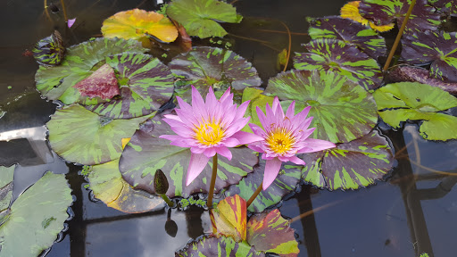 Tropical Fish Store «William Tricker Inc», reviews and photos, 7125 Tanglewood Dr, Cleveland, OH 44131, USA