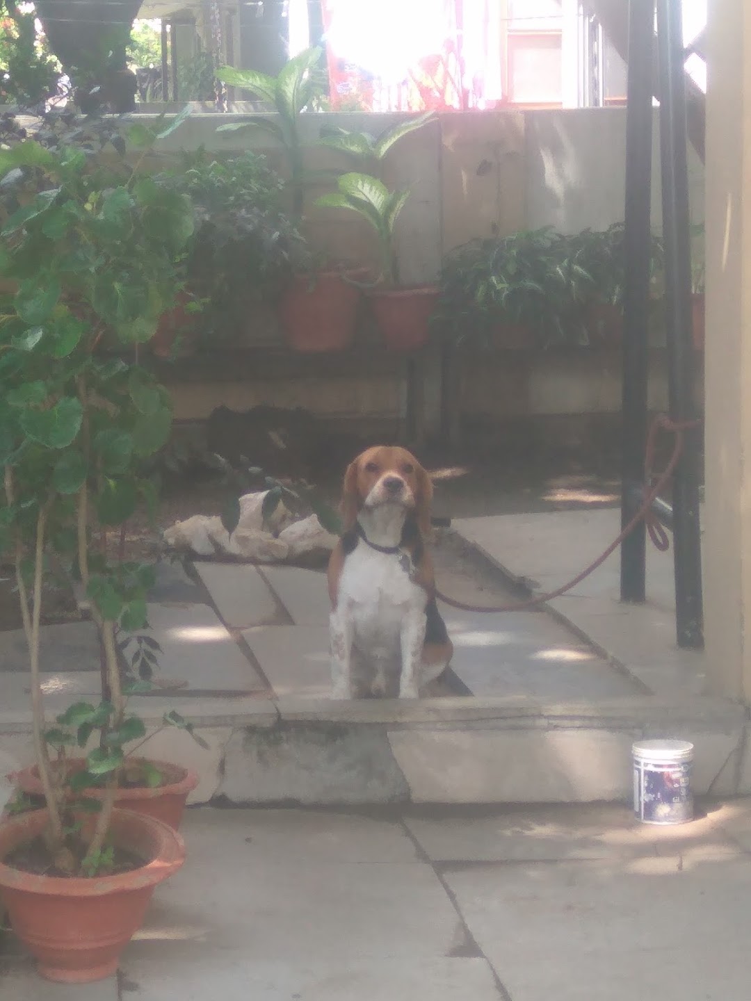 Smart pets