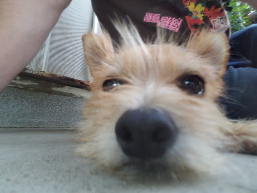 Pet Supply Store «Petco Animal Supplies», reviews and photos, 2687 Countryside Dr, Turlock, CA 95380, USA