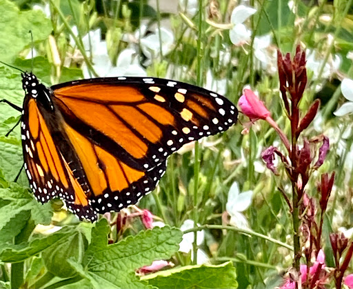 Home Improvement Store «The Home Depot», reviews and photos, 899 County St, Taunton, MA 02780, USA