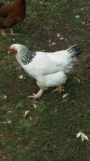 Winery «English Estate Winery», reviews and photos, 17806 SE 1st St, Vancouver, WA 98684, USA