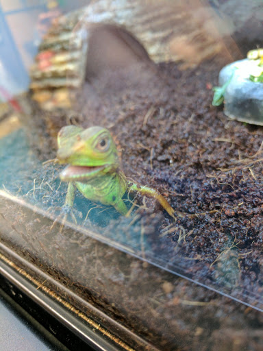 Pet Supply Store «Petco Animal Supplies», reviews and photos, 9311 192nd Ave E, Bonney Lake, WA 98391, USA