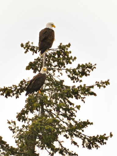 Park «Lake Boren Park», reviews and photos, 13058 SE 84th Way, Newcastle, WA 98056, USA