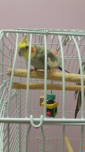 Pet Store «North East Discount Pet Center», reviews and photos, 49 Bridge St #5, Pelham, NH 03076, USA