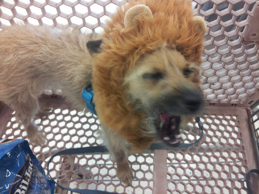 Pet Supply Store «Petco Animal Supplies», reviews and photos, 13127 N Dale Mabry Hwy, Tampa, FL 33618, USA