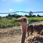 Photo n°31 de l'avis de Detlef.i fait le 01/09/2020 à 13:01 sur le  Hofladen Straussenfarm Ostseeblick à Hohenfelde