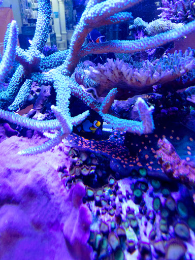 Tropical Fish Store «Pure Reef», reviews and photos, 12900 GA-9, Alpharetta, GA 30004, USA