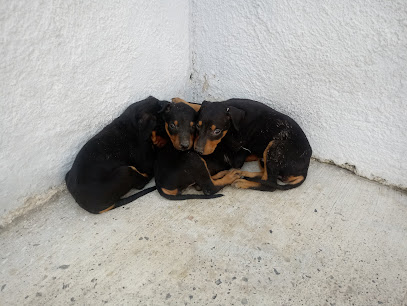 Veterinaria Santos Cachorros