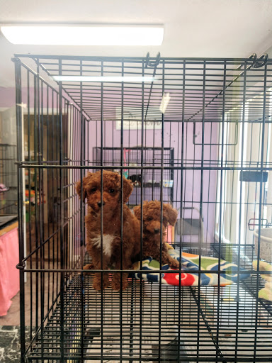 Pet Store «Dream Puppys», reviews and photos, 1461 Westgate Pkwy, Dothan, AL 36303, USA