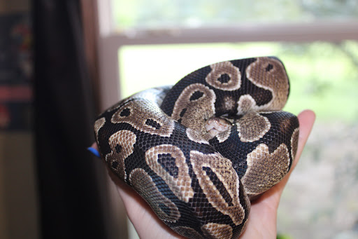 Tattoo Shop «Shotgun Tattoos & Body Piercing», reviews and photos, 307 E Moore Ave, Terrell, TX 75160, USA