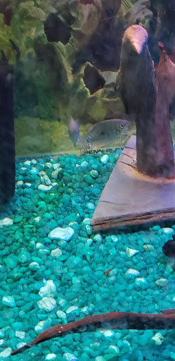 Pet Supply Store «OddBallPetFactory.com», reviews and photos, 8485 Plaza Blvd NE, Spring Lake Park, MN 55432, USA