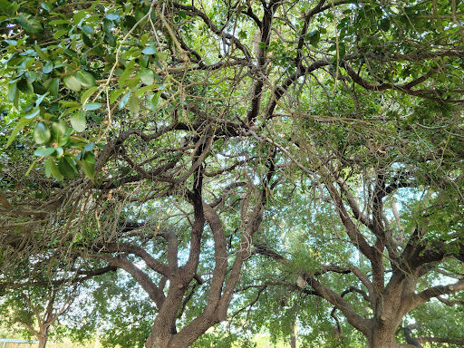 Nature Preserve «McAllen Nature Center», reviews and photos, 4101 U.S. 83 Business, McAllen, TX 78501, USA