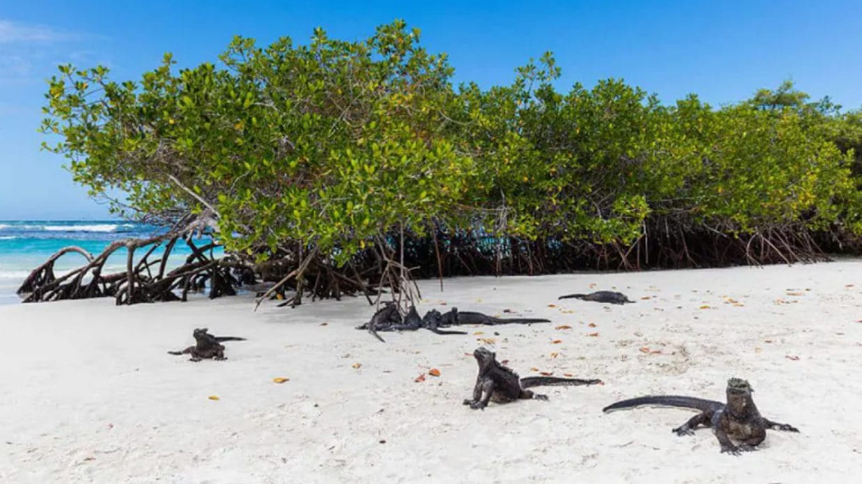 Tortuga Bay Galapagos photo #8