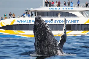 Whale Watching Sydney image
