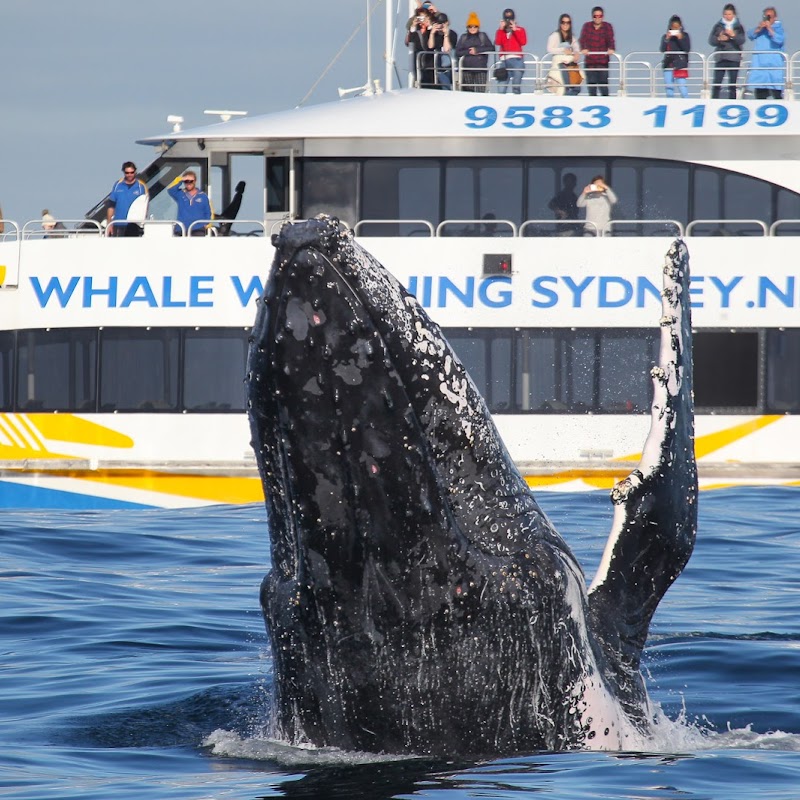 Whale Watching Sydney