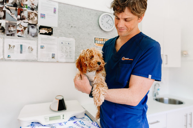 Macquarie Veterinary Hospital & Doggy Daycare