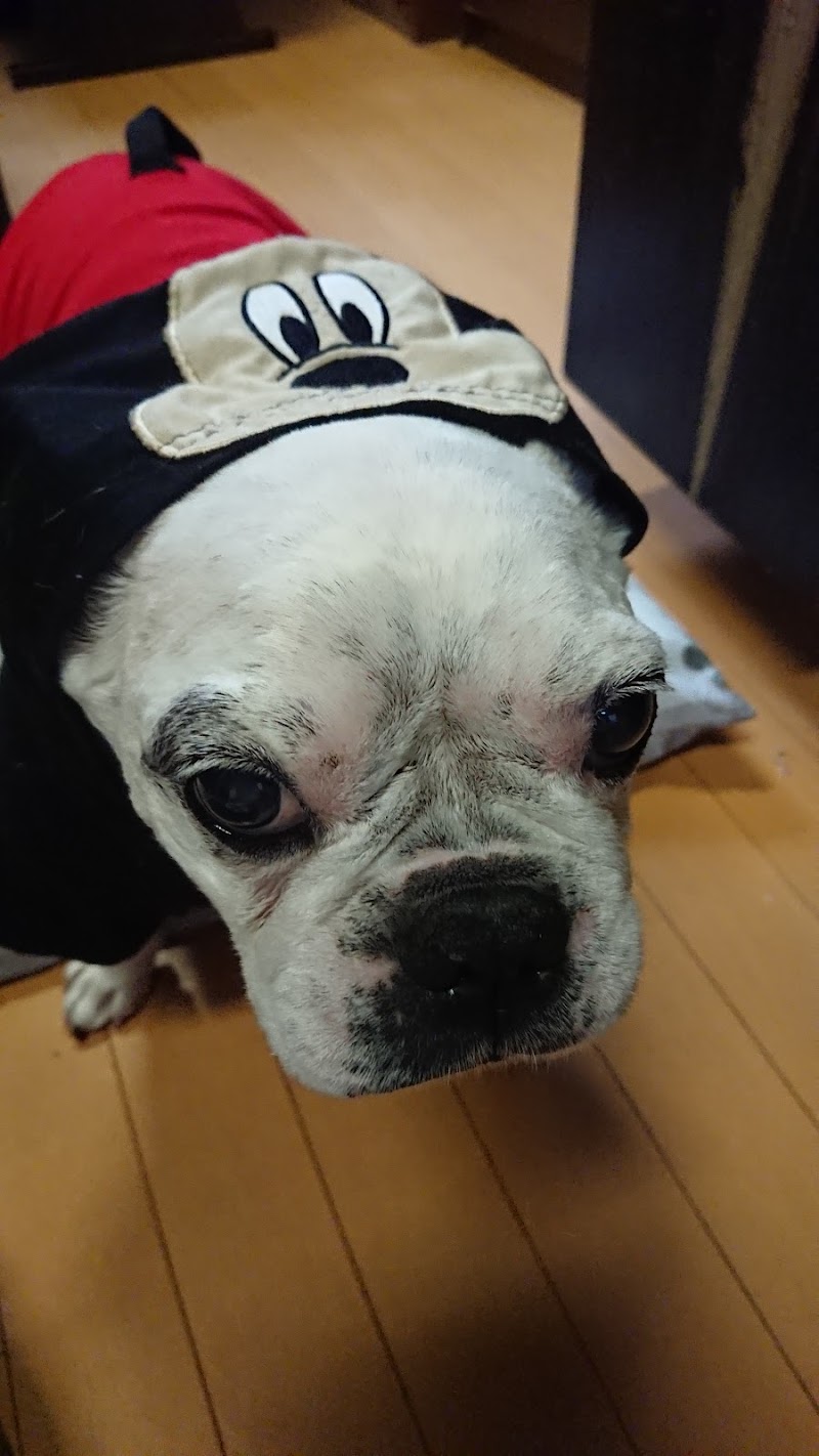 Petemo木更津店 千葉県木更津市築地 ペット用品店 グルコミ